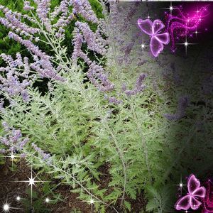 Meet your Posher, Joan